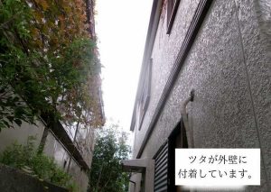 芦屋市　ツタ